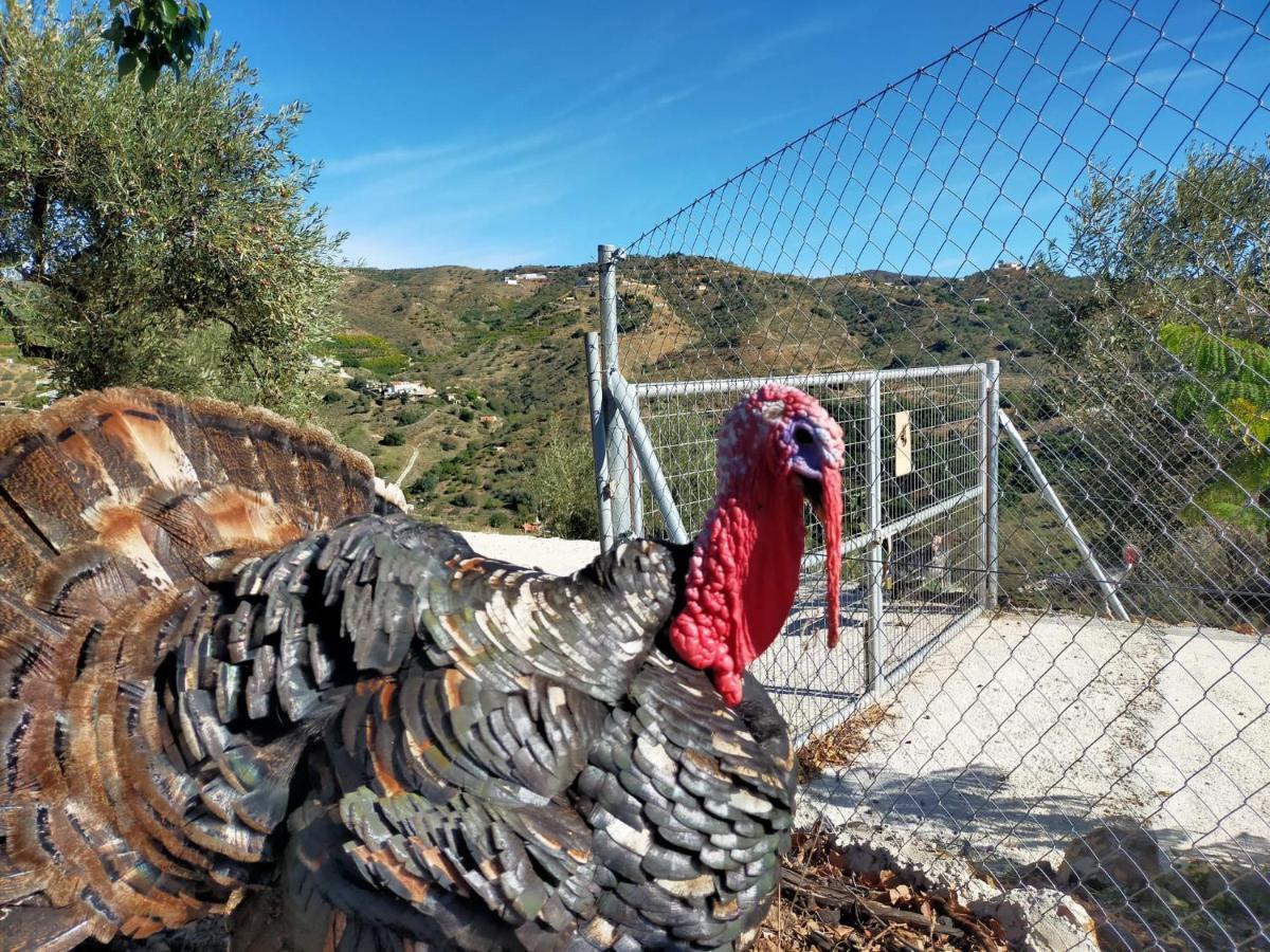 Paraje El Pozo Málaga Exteriör bild