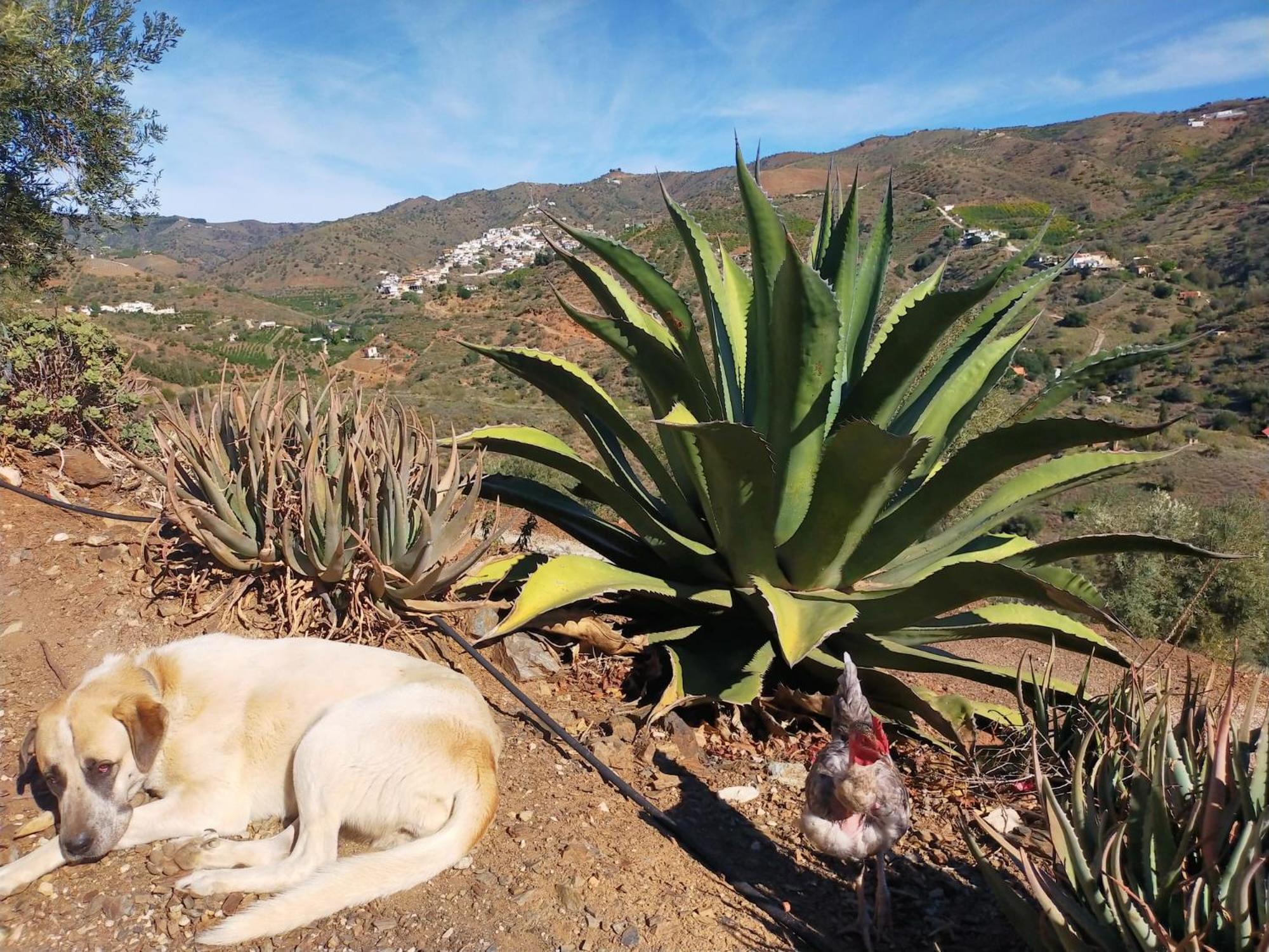 Paraje El Pozo Málaga Exteriör bild